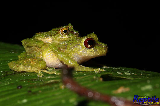 صورة Pristimantis crucifer (Boulenger 1899)