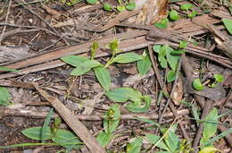 Image of Mountain bird orchid