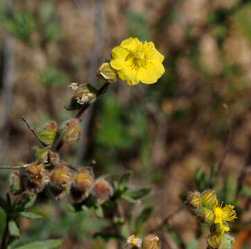 Imagem de Helianthemum stipulatum (Forsk.) C. Chr.