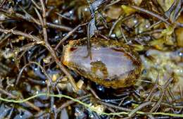 Image of mistaken cowrie