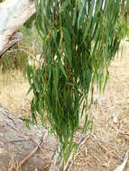 Image of Eucalyptus viminalis subsp. viminalis