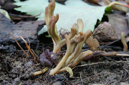 Image of Olive earthtongue