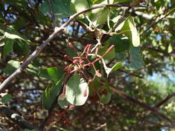 Image de Pisonia capitata (S. Wats.) Standl.