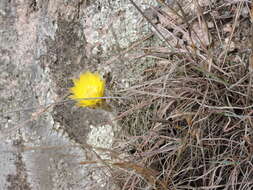 Image de Echinopsis aurea Britton & Rose