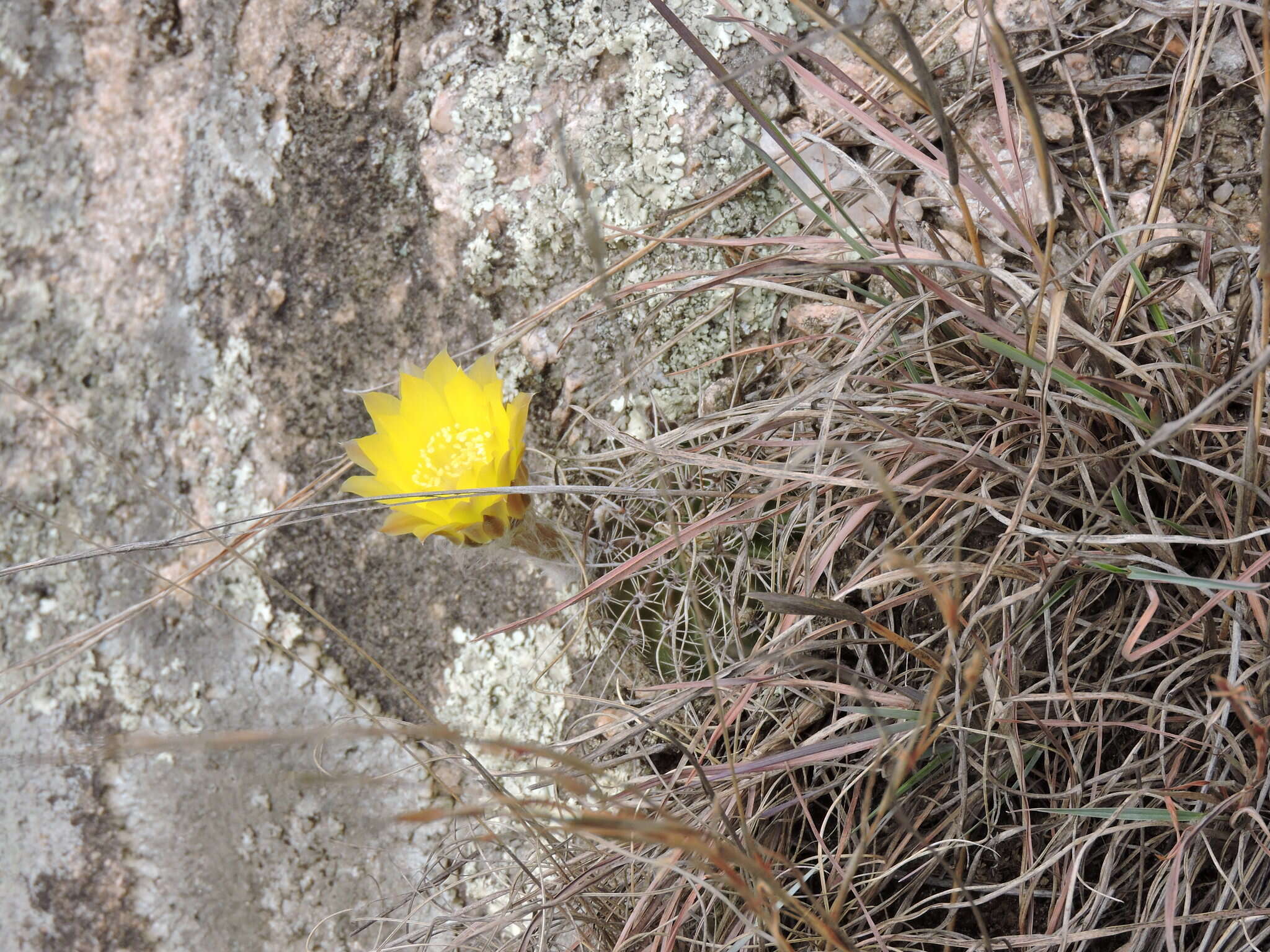 Image of Echinopsis aurea Britton & Rose