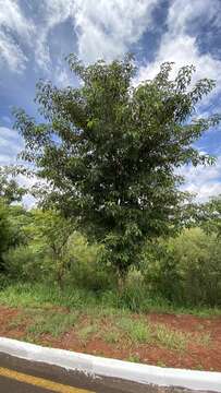 Image of Vitex megapotamica (Spreng.) Moldenke