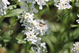 Image of Nomada articulata Smith 1854