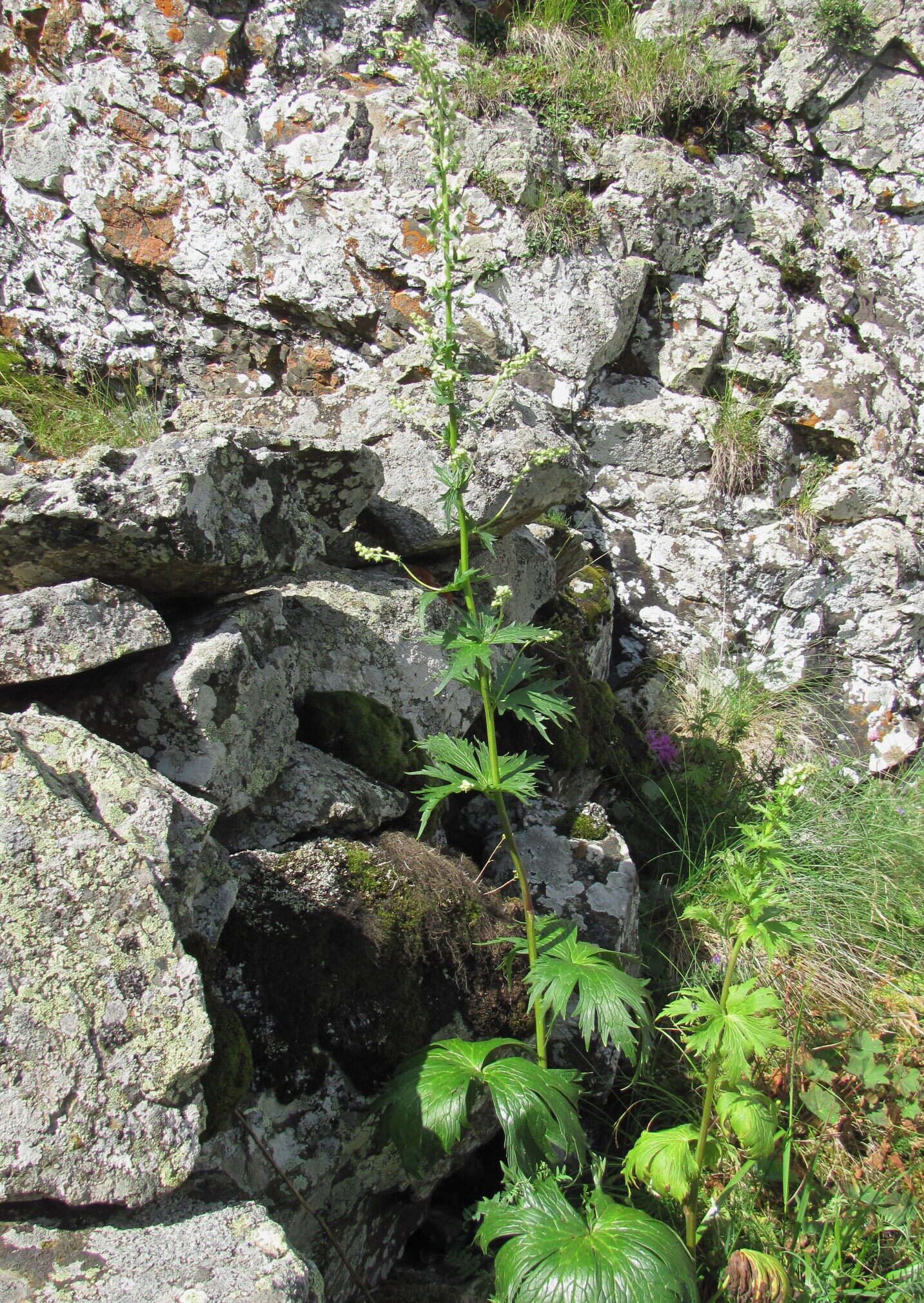 Aconitum orientale Mill.的圖片