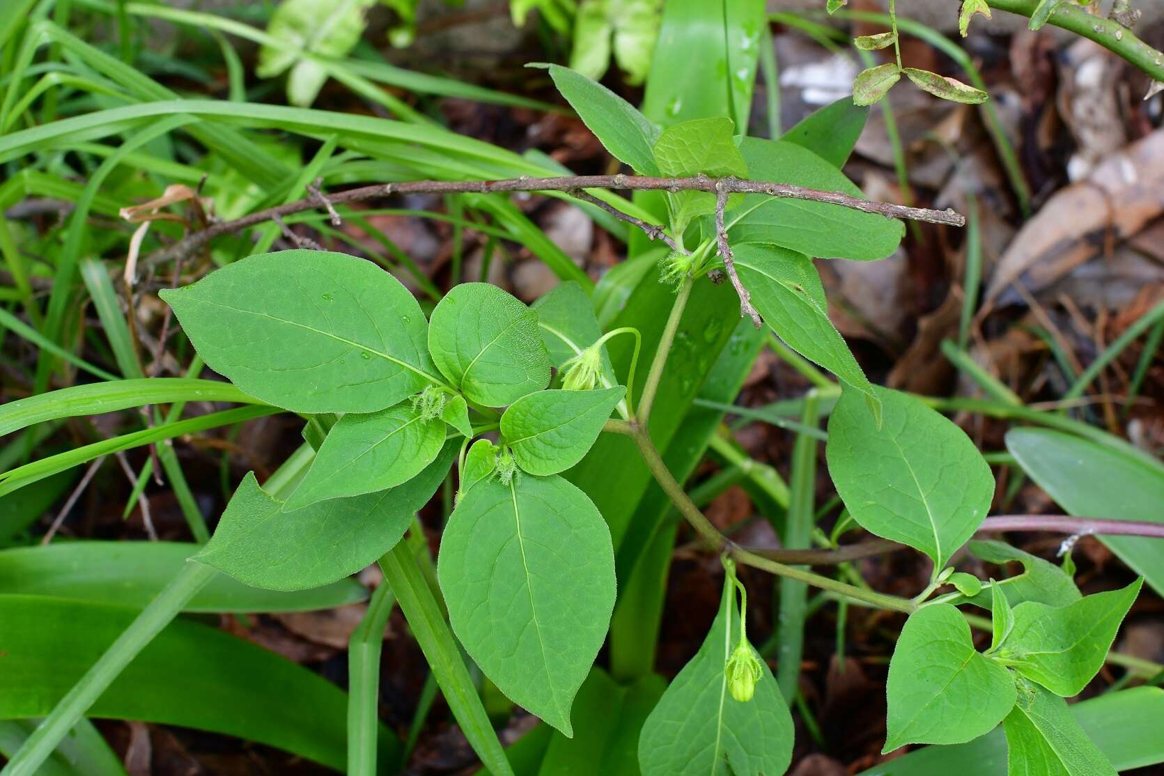 Image of Lycianthes ciliolata (Mart. & Gal.) Bitter