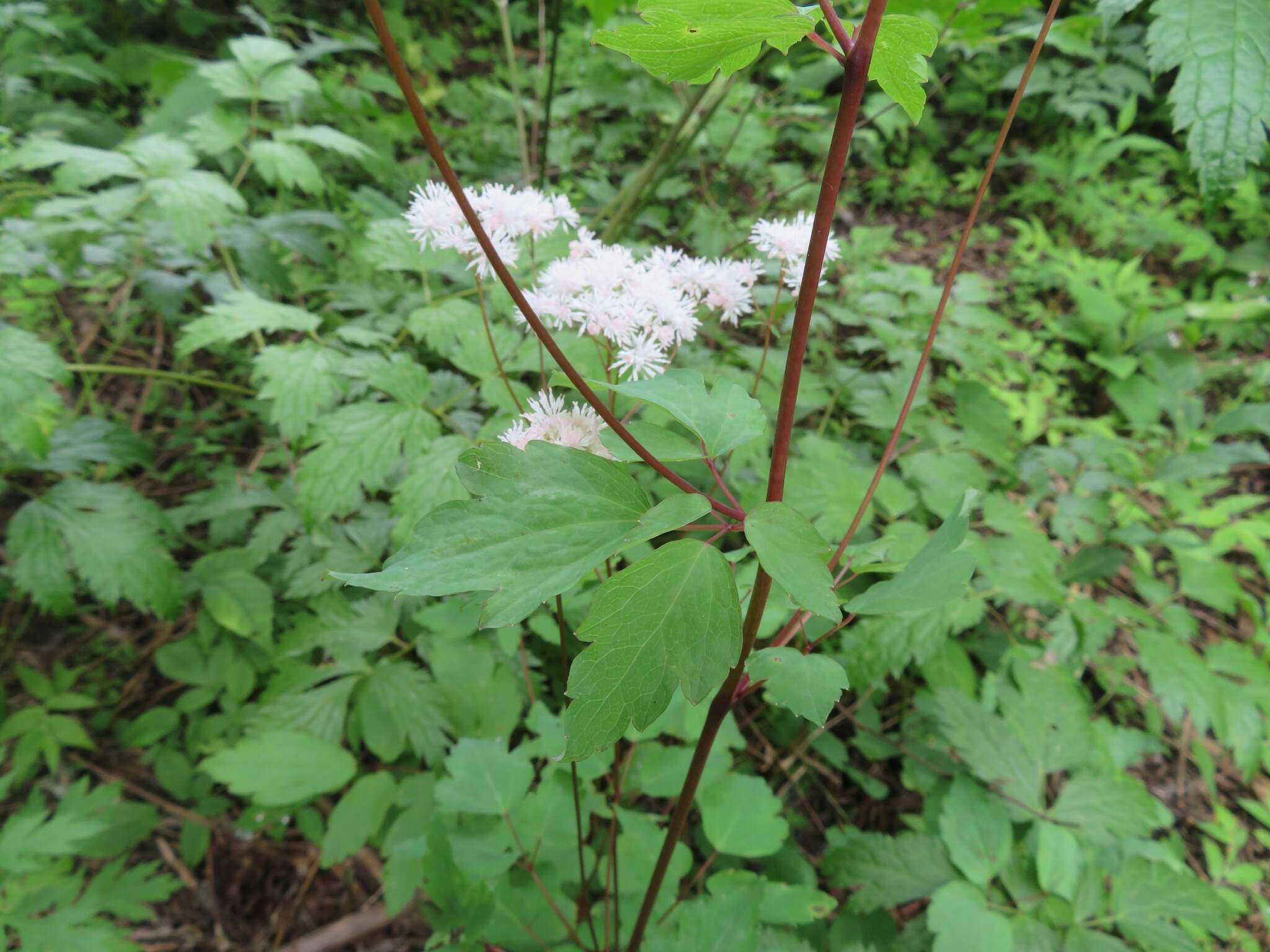 Imagem de Thalictrum tuberiferum Maxim.