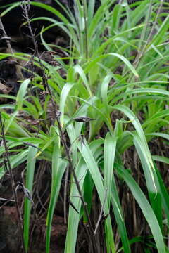 Image of Pitcairnia halophila L. B. Sm.