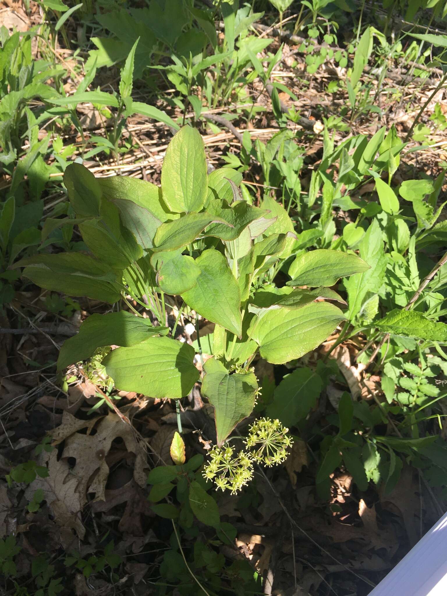 Image de Smilax illinoensis Mangaly