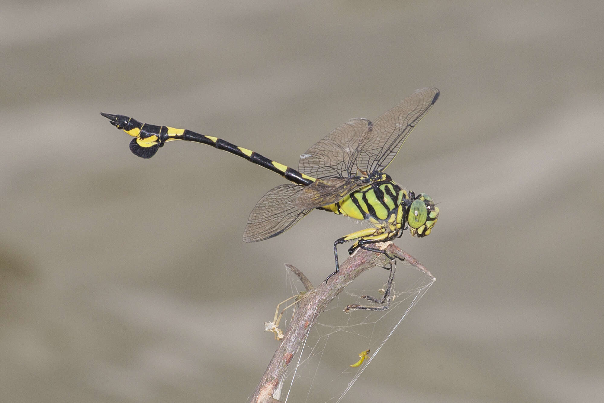 صورة Sinictinogomphus Fraser 1939