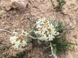 Sivun Ipomopsis spicata subsp. tridactyla (Rydb.) D. Wilken & R. L. Hartman kuva