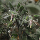 Слика од Symphytum creticum (Willd.) Greuter & Rech. fil.
