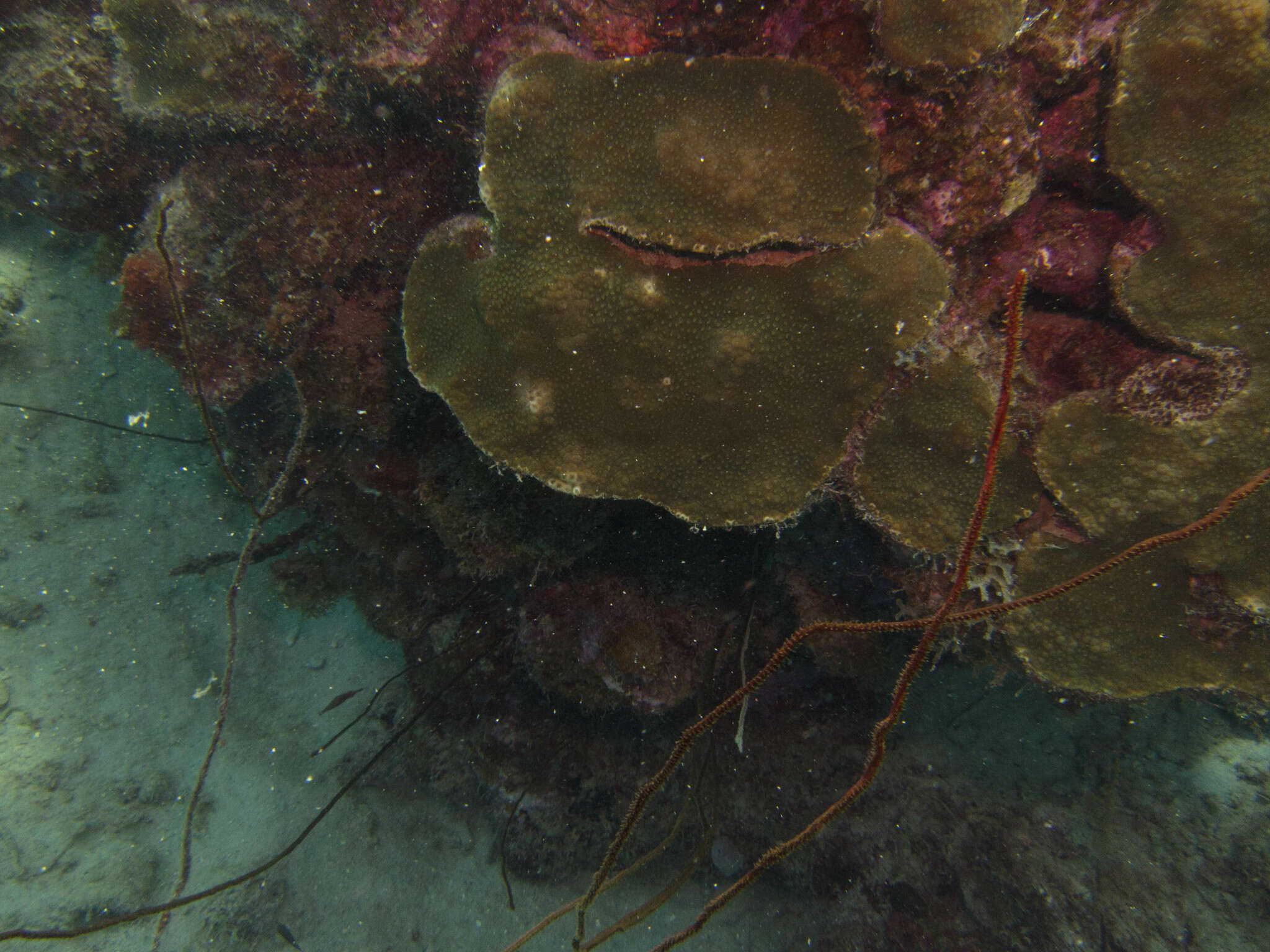 Image of boulder star coral