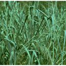 Image of Panicum amarum Elliott