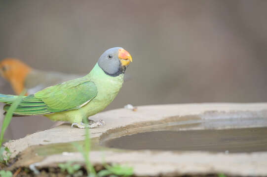 Image of Slaty-headed Parakeet