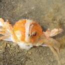 Image of Red Swimming Crab