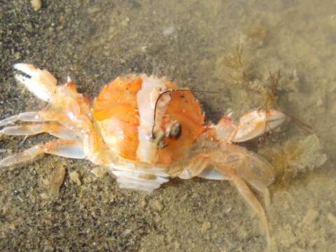 Image of Nectocarcinus antarcticus (Hombron & Jacquinot 1846)