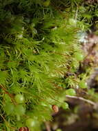 Image of Oeder's apple-moss