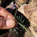 Heliophila minima (Stephens) Marais resmi