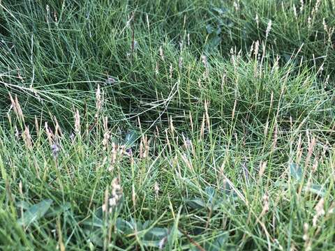 Image of Pacific Temple Grass