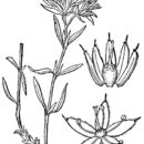 Image of silvery nailwort