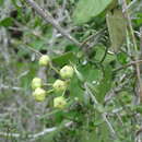 Image of Funastrum lindenianum (Decne.) Schltr.