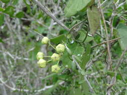 Image of Funastrum lindenianum (Decne.) Schltr.