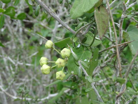 Imagem de Funastrum lindenianum (Decne.) Schltr.
