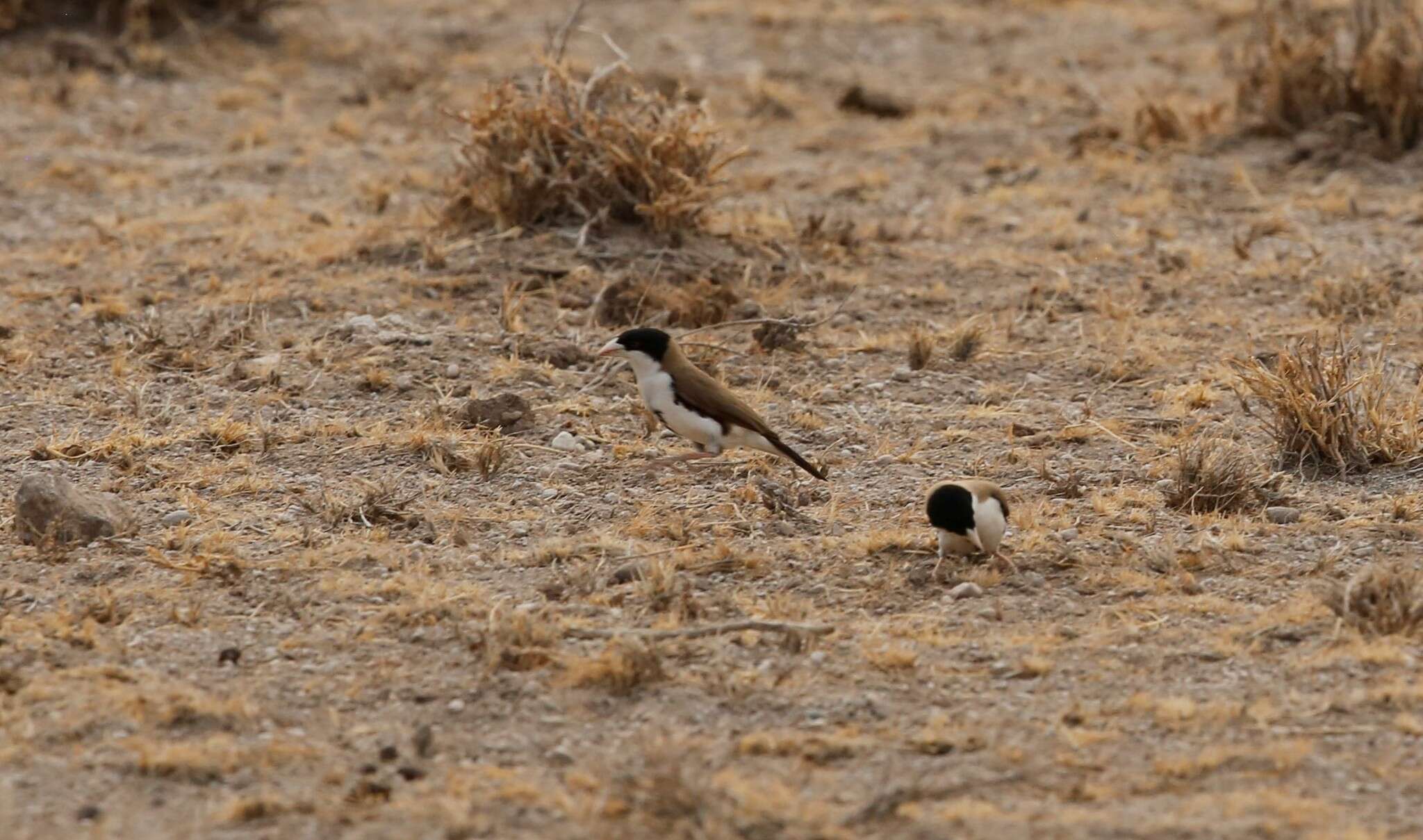 Image of Black-capped Social Weaver