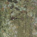 Image of Heteropoda homstu Jäger 2008