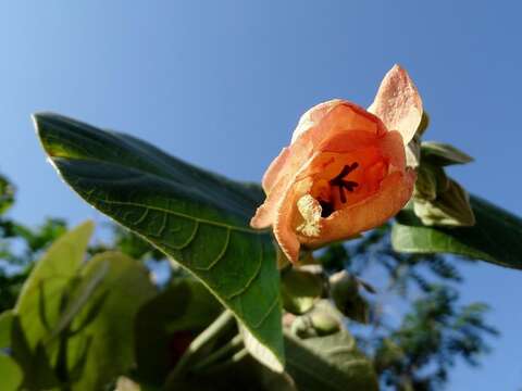 Image of Hibiscus tiliaceus subsp. tiliaceus