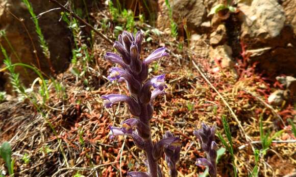 Image of Phelipanche rosmarina (G. Beck) Banfi, Galasso & Soldano