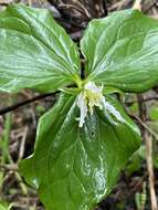 Image of Oettinger's trillium