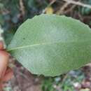 Image of Cassine peragua subsp. peragua