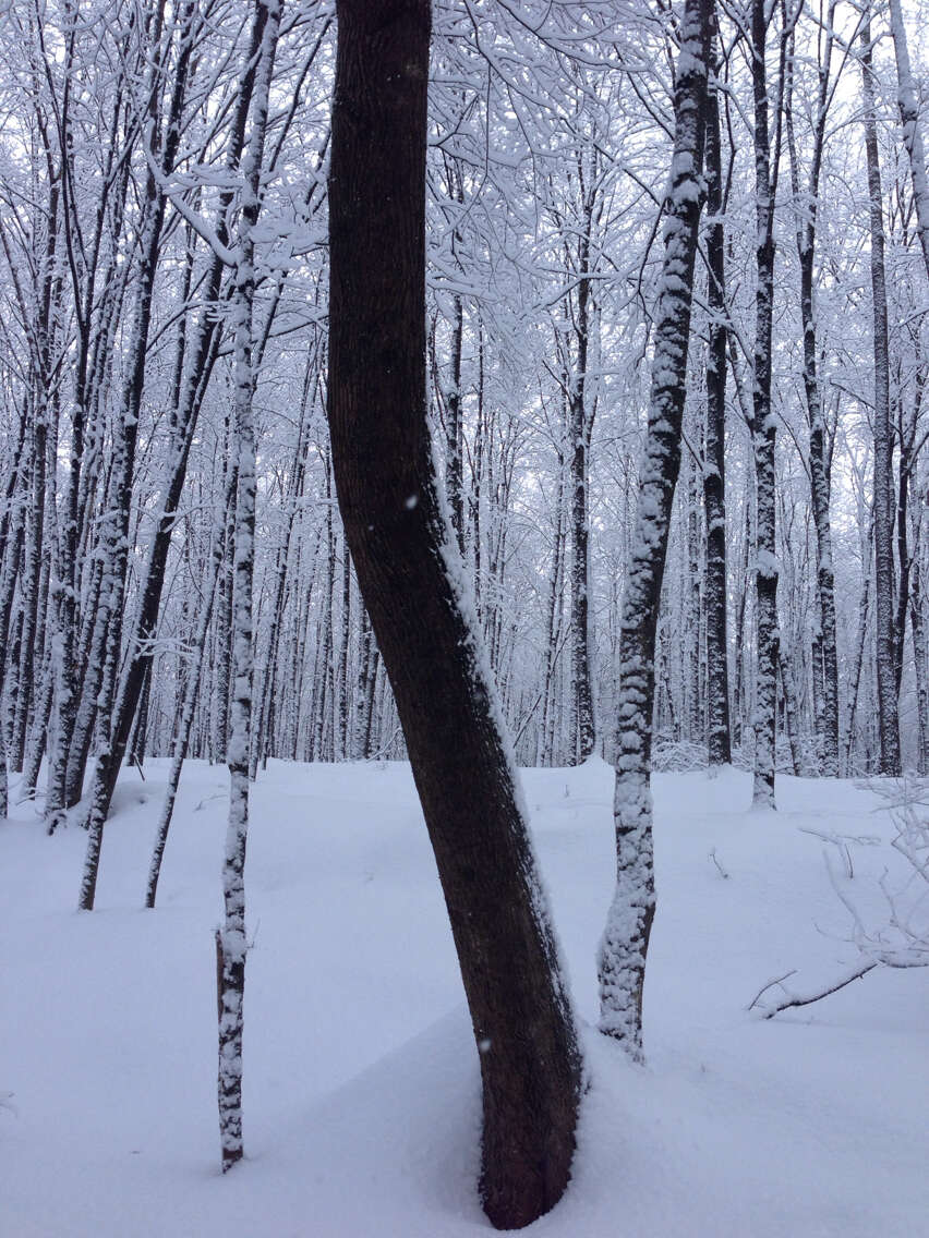 Image of American Ash