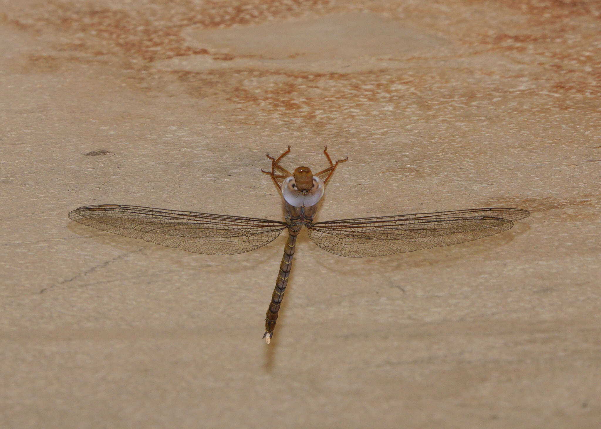 Image of Gynacantha nourlangie Theischinger & Watson 1991