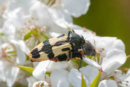 Image of Castiarina interstitialis (Carter 1931)