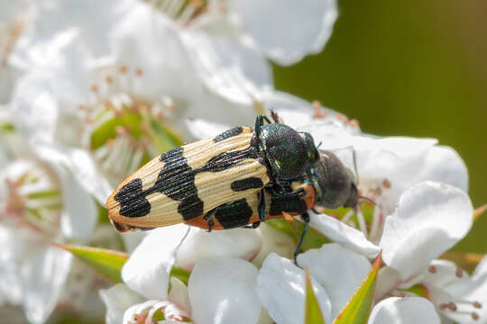 Sivun Castiarina interstitialis (Carter 1931) kuva