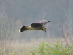 Image of Everglade snail kite