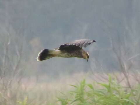 Image of Everglade snail kite