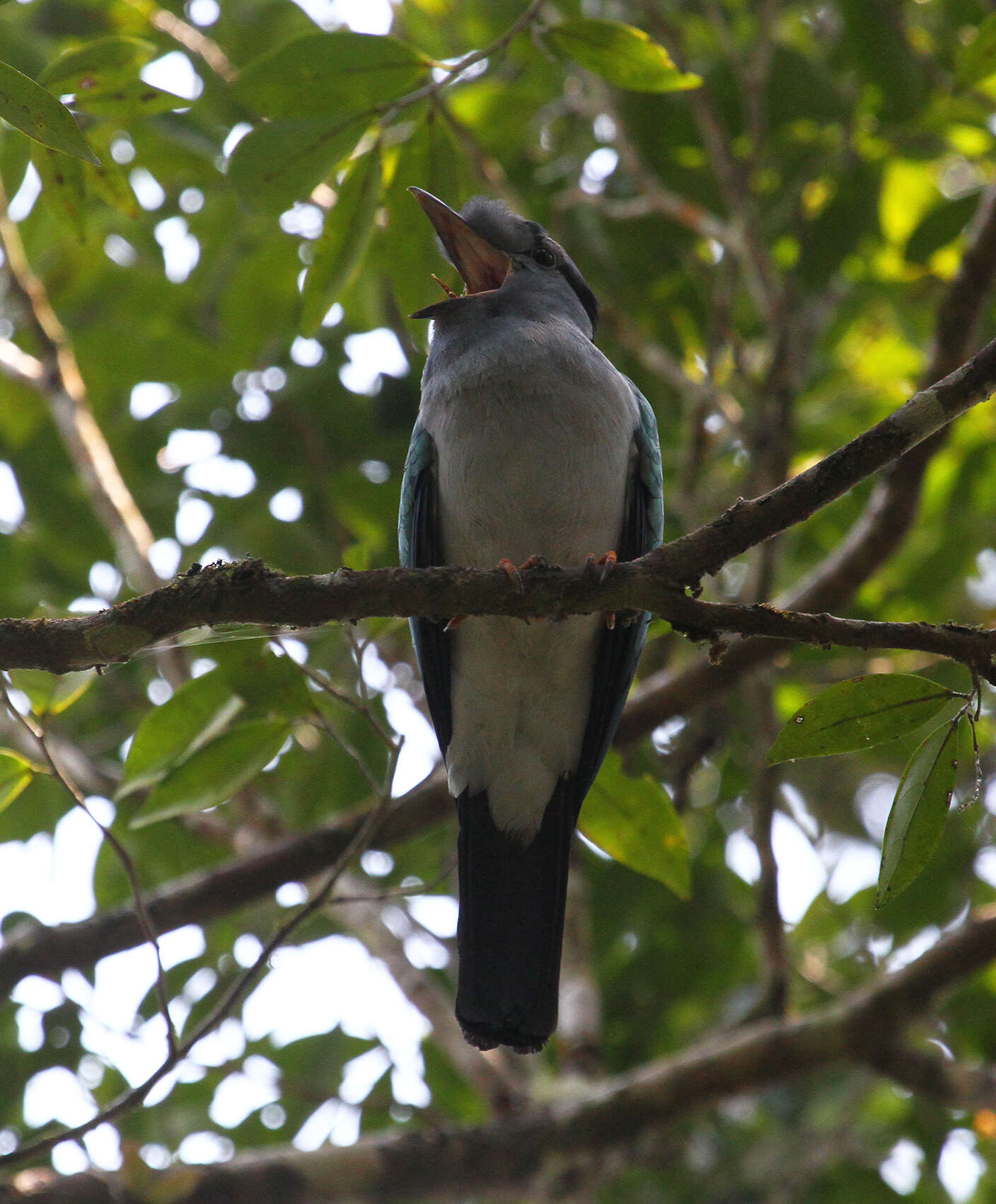 Plancia ëd Leptosomiformes