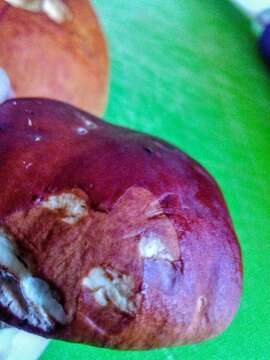 Image of Boletus pinophilus Pilát & Dermek 1973