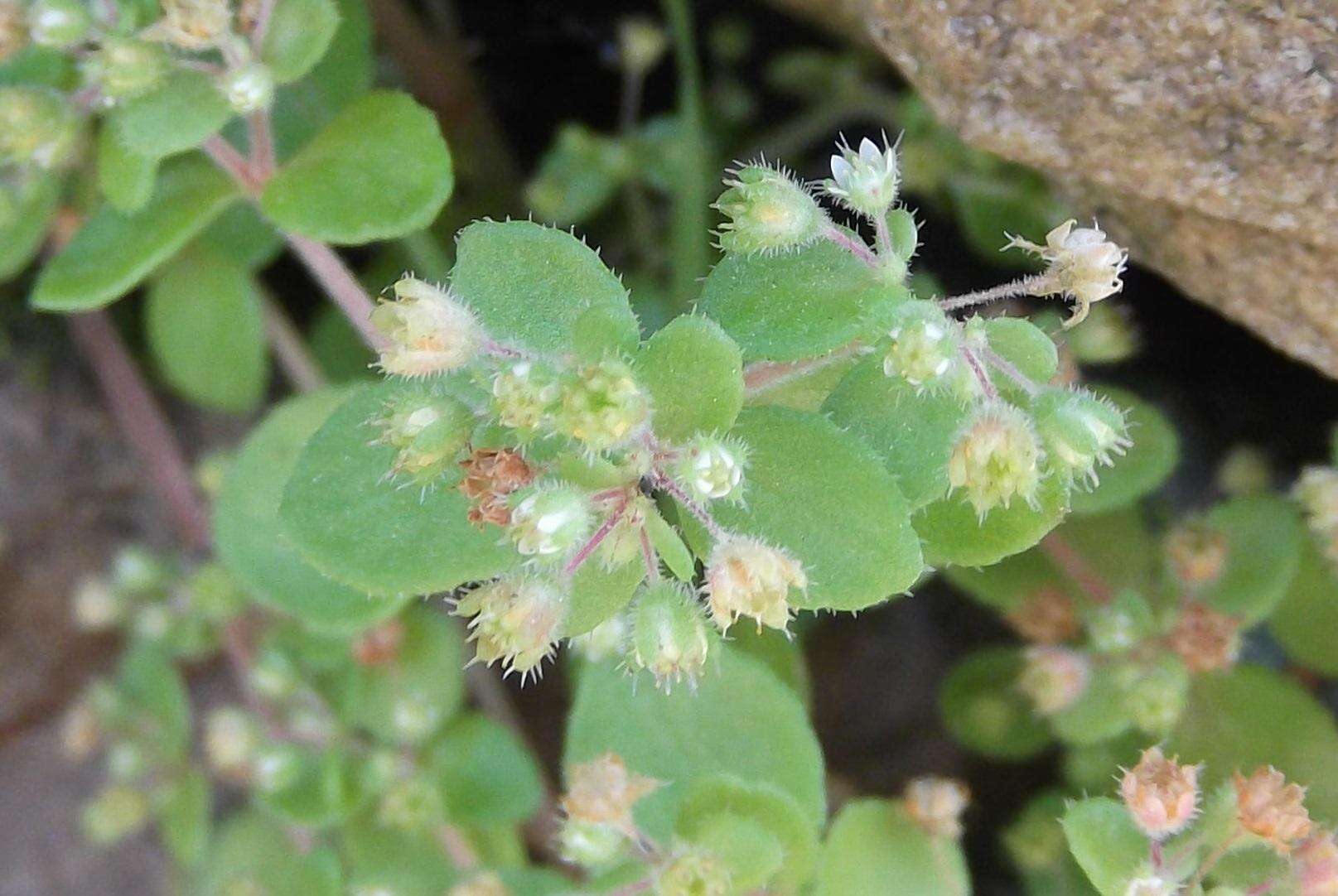 Image of Crassula strigosa L.