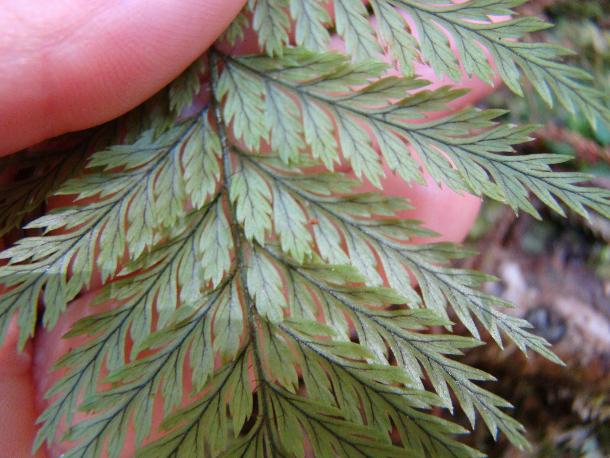 Image of Lastreopsis hispida (Sw.) Tindale