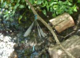 Image of Attentuated Bluet