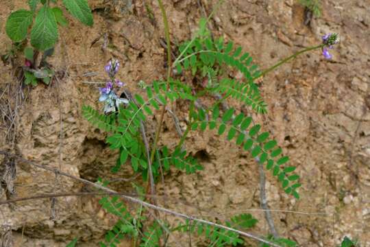 Image of Astragalus guatemalensis Hemsl.