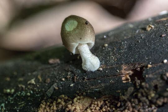 Image of Pluteus longistriatus (Peck) Peck 1885